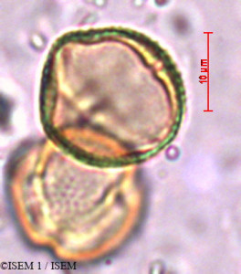 ISEM 1/Sterculia_quadrifida_23611/Sterculia_quadrifida_23611_0001(copy)_thumb.jpg